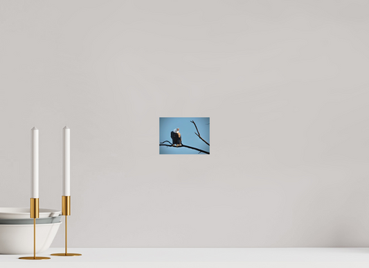 5.5 x 4″, Matte Print Screaming Eagle
