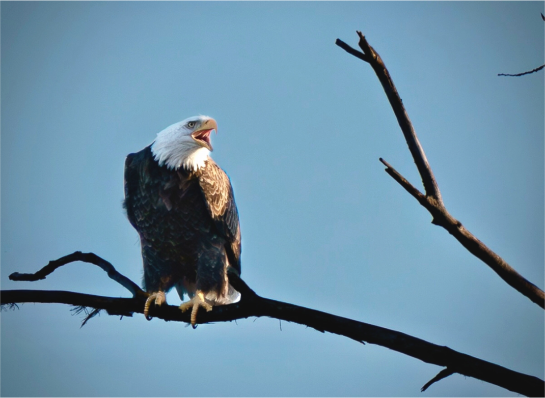 Main image Screaming Eagle