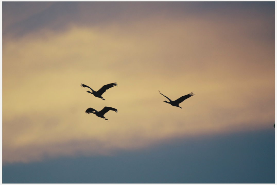 Main image Sandhill Cranes in a Painted Sky