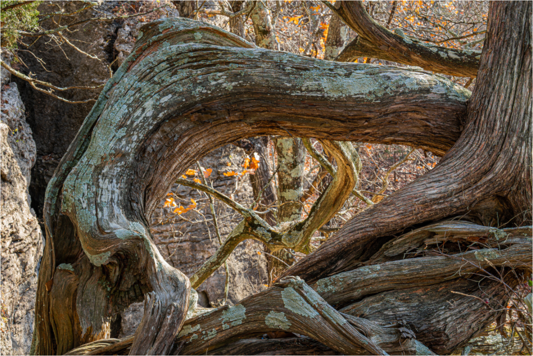 The Forest's Eye