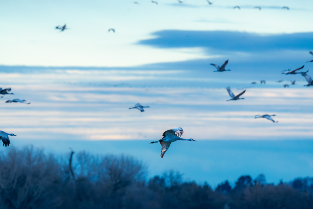 The Great Migration