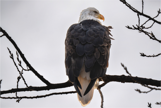 Main image Vigilant Overwatch