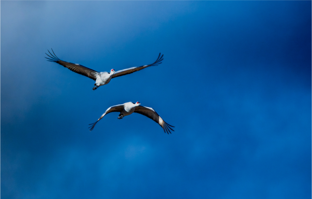 Come Fly Away with Me